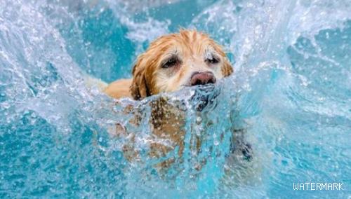 “水性”最好是的5种狗狗，每只都能“飞驰人生”