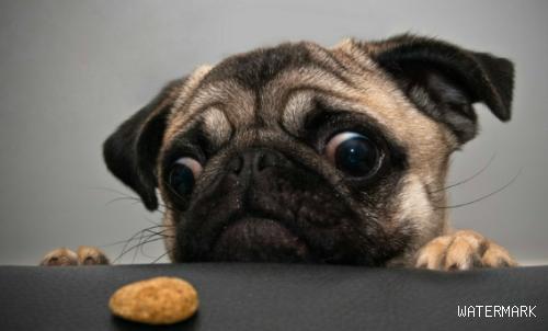 狗狗可以吃榴莲吗？狗狗不可以吃什么东西呢？
