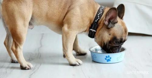 狗狗的喂食错误观念，你仍在那样喂？