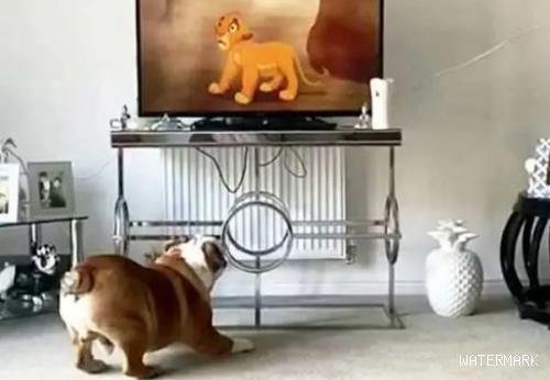 电视儿童无误！狗狗和猫咪看《狮子王》入迷