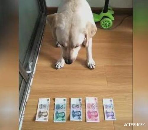 如何训练狗狗“认钱”？
