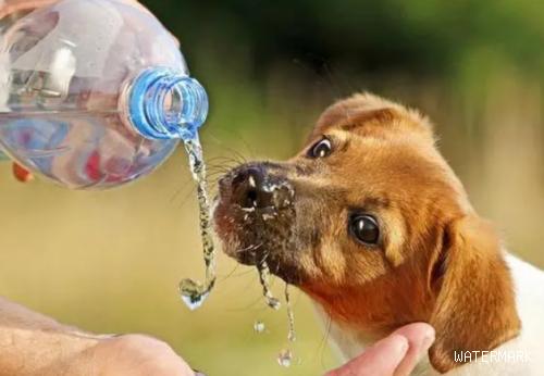 狗狗喝这几类水，很有可能会发病，主要包括纯净水！