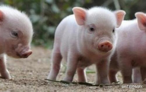 规模场流出的秘方：正确使用两种激素，能让母猪一胎多产2头仔猪