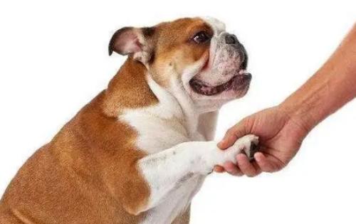 如何训练狗狗握手呢？