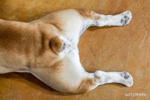 狗狗钙的缺失成o型腿多长时间能修复，注意这些细节
