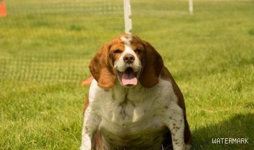 狗狗体重过胖要被安乐死 在志工的帮助下成功减重