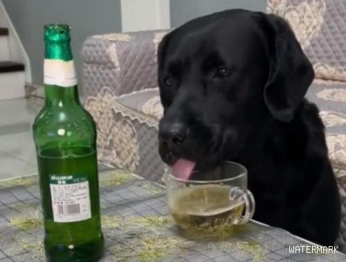 河北一宠物狗偷喝主人的啤酒，喝完酒的反应让人大赞“酒品好”