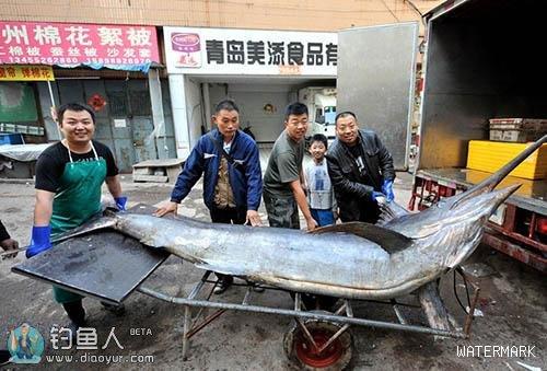 青岛渔民捕获619斤超级“箭鱼王”