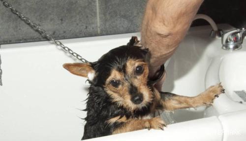 狗狗尤其担心洗澡？小编对你说也许就是你没有用对方式！