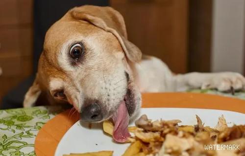 剩菜剩饭能否喂狗狗？