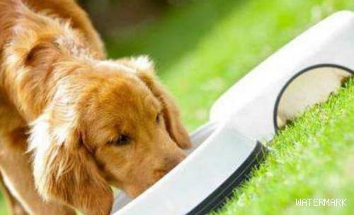 夏季狗狗最非常容易的这5种病，一定要提早防止