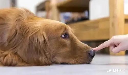 狗狗舔你的手脚，是想告诉你这种事？你清楚吗