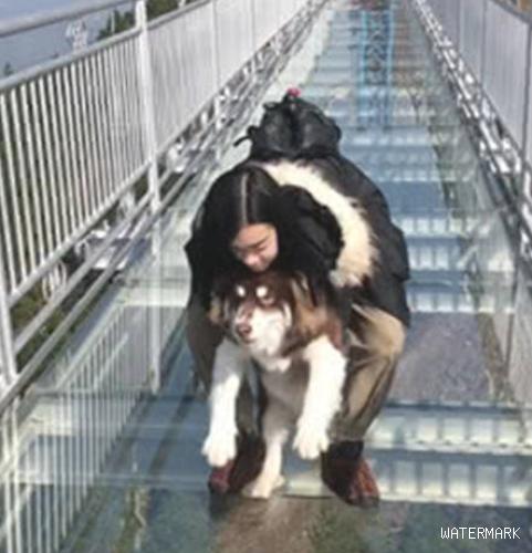 女人去走高空玻璃桥，本想带着狗狗帮助练胆，結果却让她悲痛欲绝