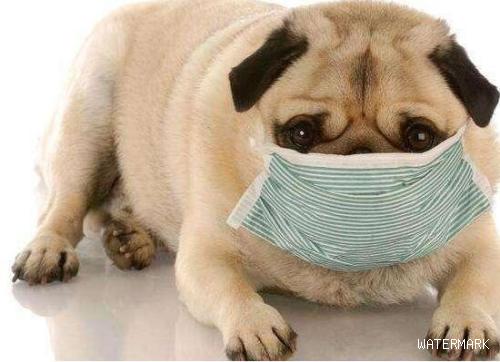 狗狗肺炎的症状和主要表现，注意这些细节