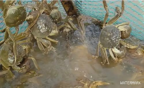 高温天虾蟹养殖户都谈“弧”色变？记住这4个字弧菌威胁少一半