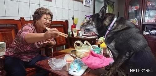 外婆喂狗狗吃荤被闺女阻拦，反骂：我就礼拜不让你吃荤试一下？