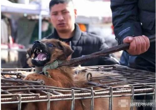 狗贩子街头吆喝卖狗，爱狗人士不忍出价赎救，狗贩行为却引发民怒