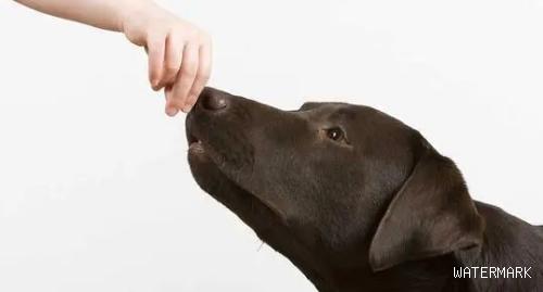 怎么训练狗狗玩嗅觉辨认游戏？注意事项有哪些？