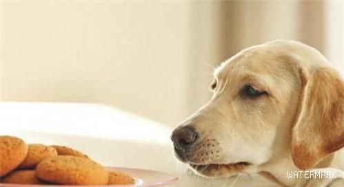 小狗可以每日吃鸡脯肉吗？喂养的常见问题有什么？