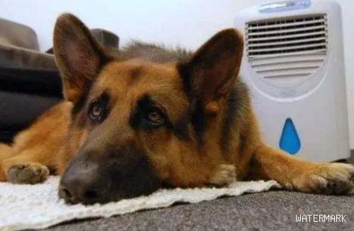 夏天最热的时候来了！狗狗避暑神器！