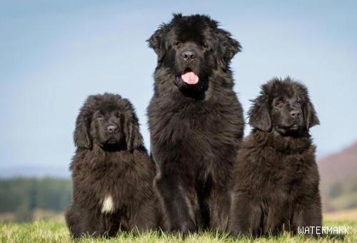超大型犬有哪些品种？