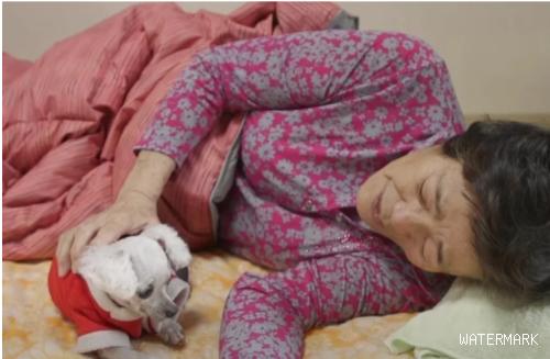 奶奶将不久于世，她为了爱犬不愿接受治疗，爱犬也为她悲伤不已