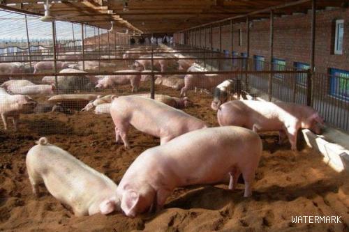 2022年和2022年猪价如何，理性分析降低风险