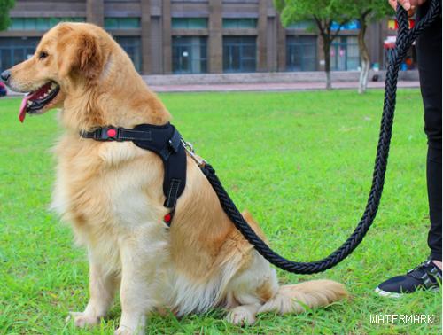 颈圈拴绳用不对，狗狗支气管会塌陷？