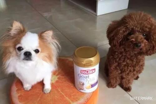 狗狗羊奶粉喝过怎么样？狗狗能喝人喝的羊奶粉吗？