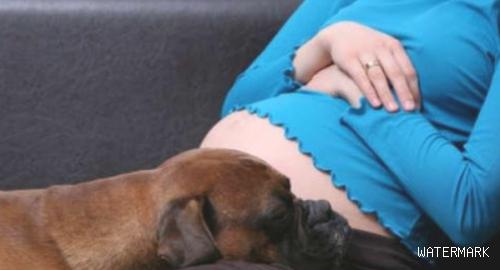 怀孕期间养狗狗常见问题