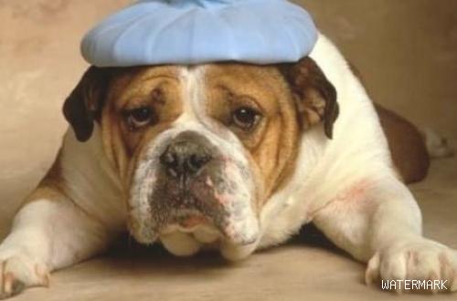 狗狗感冒哭唧唧，狗狗感冒能不能吃成年人的药？