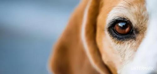 狗狗的“眼睛語言”要学好，由于它用到眼睛对你说