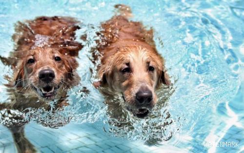 狗狗经常游泳会得皮肤病吗？这里可以了解~