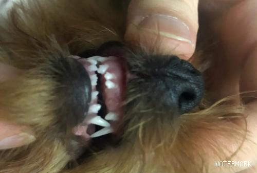 今日解析，小狗掉牙齿是正常的吗？