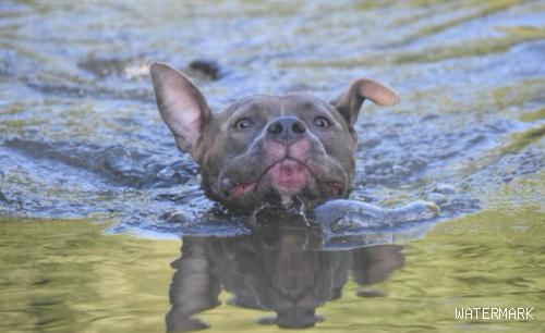 狗狗在河中游水，二只耳朵则是不一样的情况，用耳朵在导航吗？
