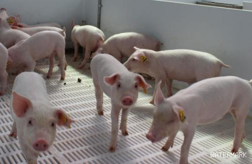 生殖激素在猪场的配合应用方案，帮助养殖户正确使用