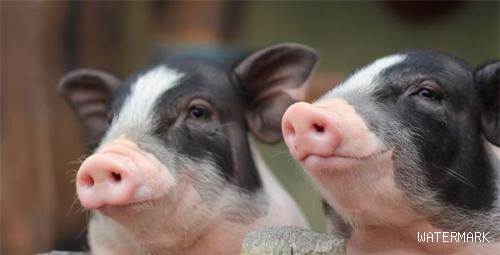 母猪的淘汰率越来越来高，如何减少初产母猪淘汰率？