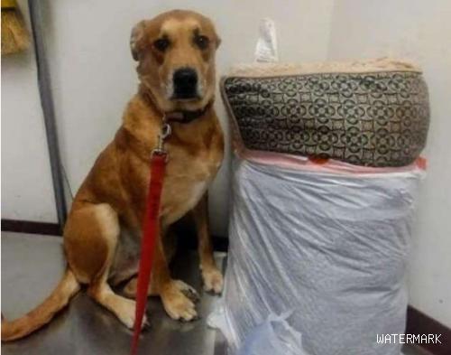 狗狗被收养三年遭2弃养 主人把家当送回收容所