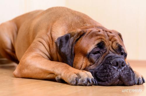 留意！狗狗入睡打呼噜并不是睡个好觉，是由这种要素造成的