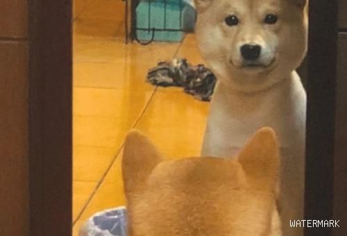 给狗狗干了个新造型，回家了后它一直对着浴室镜子看，狗：我是杏鲍菇？