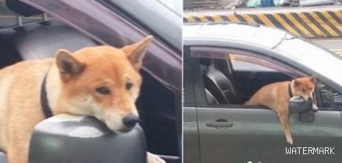 柴犬被留在车内 一脸哀怨挂后照镜上
