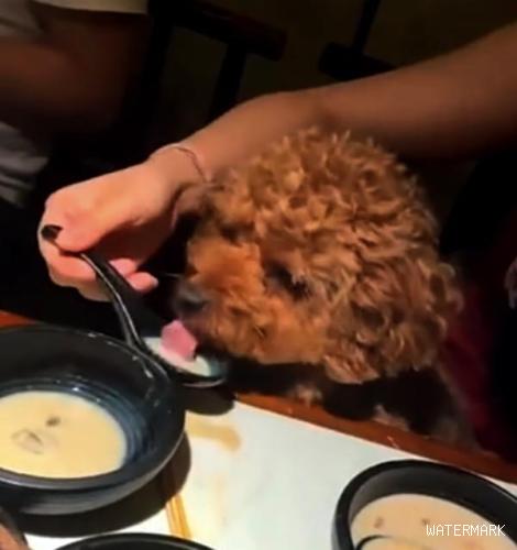 女子用餐厅勺子：“舀汤喂宠物狗”，为何不该拿“太爱”说事儿？