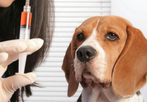 狗打疫苗要多少钱啊？狗狗打疫苗的程序