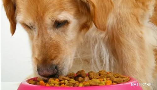 狗狗吃狗粮为什么会原样吐出来？想知道的看这里