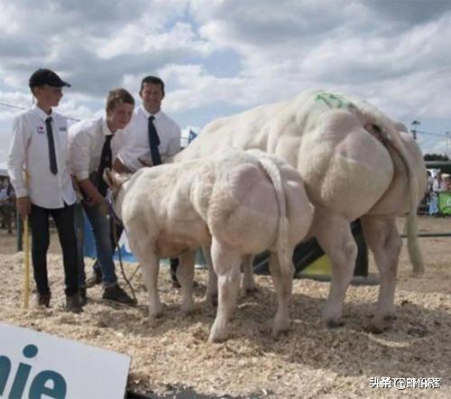 牛界“史泰龙”，每天能长3斤肉，体重达1.2吨，生仔需要进行剖腹