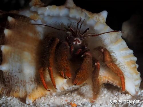 全球常见的螃蟹大全，你认识几种，帝王蟹和皇帝蟹真的不一样