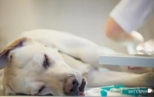 狗狗肠胃炎有哪些症状？小狗患了肠胃炎怎么办？
