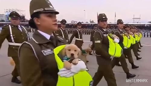 史上最可爱阅兵典礼 未来的军警犬来见世面啦