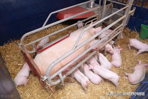 7月14日猪价长128斤啥价位，近两天生猪价格