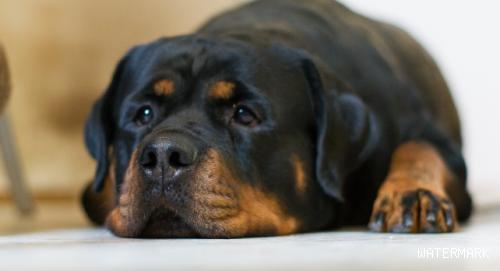 狗狗耳痒螨病因与治疗方法